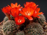 Thumbnail of 0396.1_Rebutia brunescens_20120429(1).jpg
